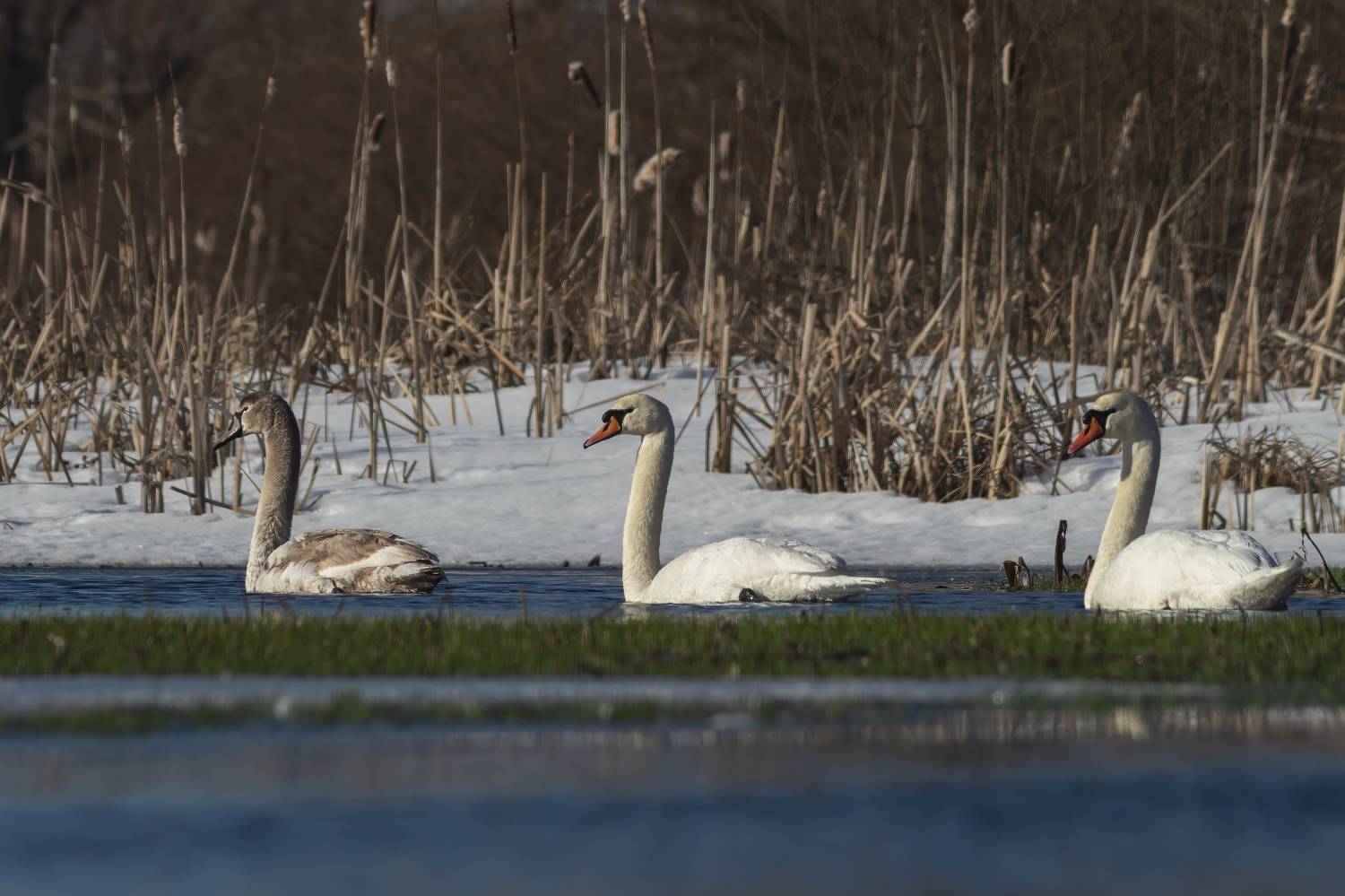 птицы, Денис Пронин