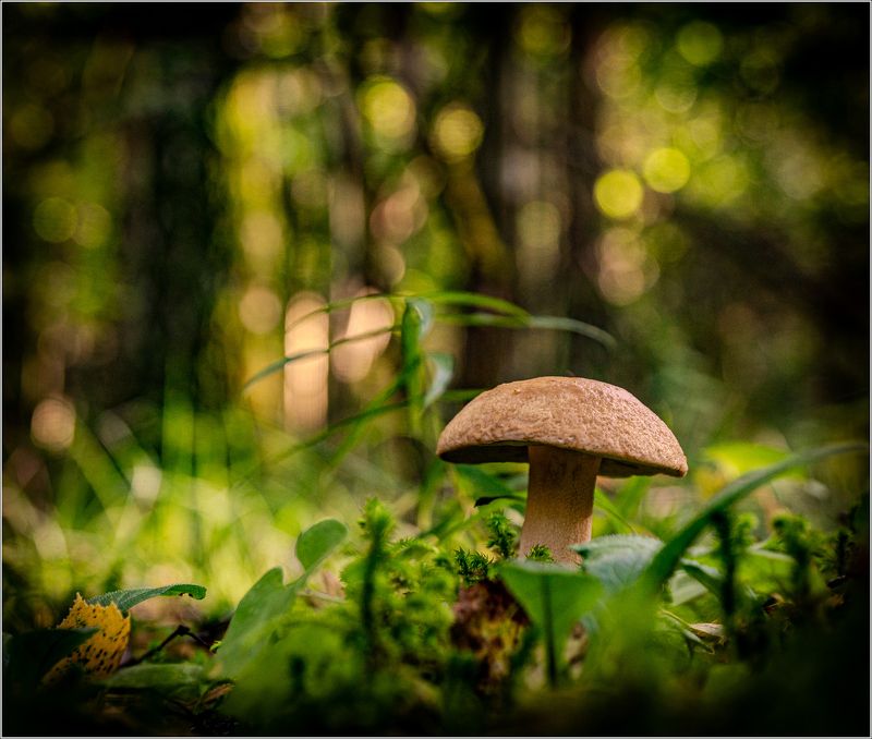 макро,грибы Про грибы фото превью