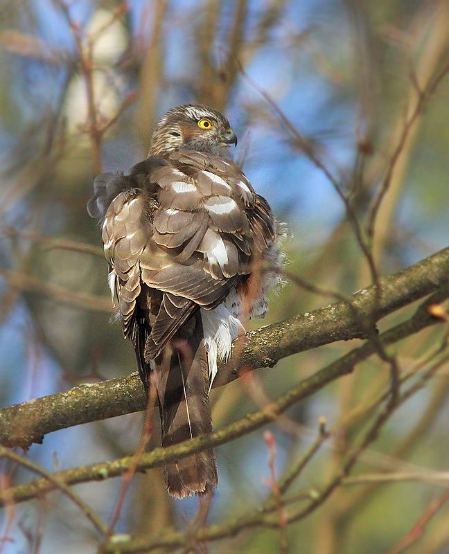 Ястреб фото превью