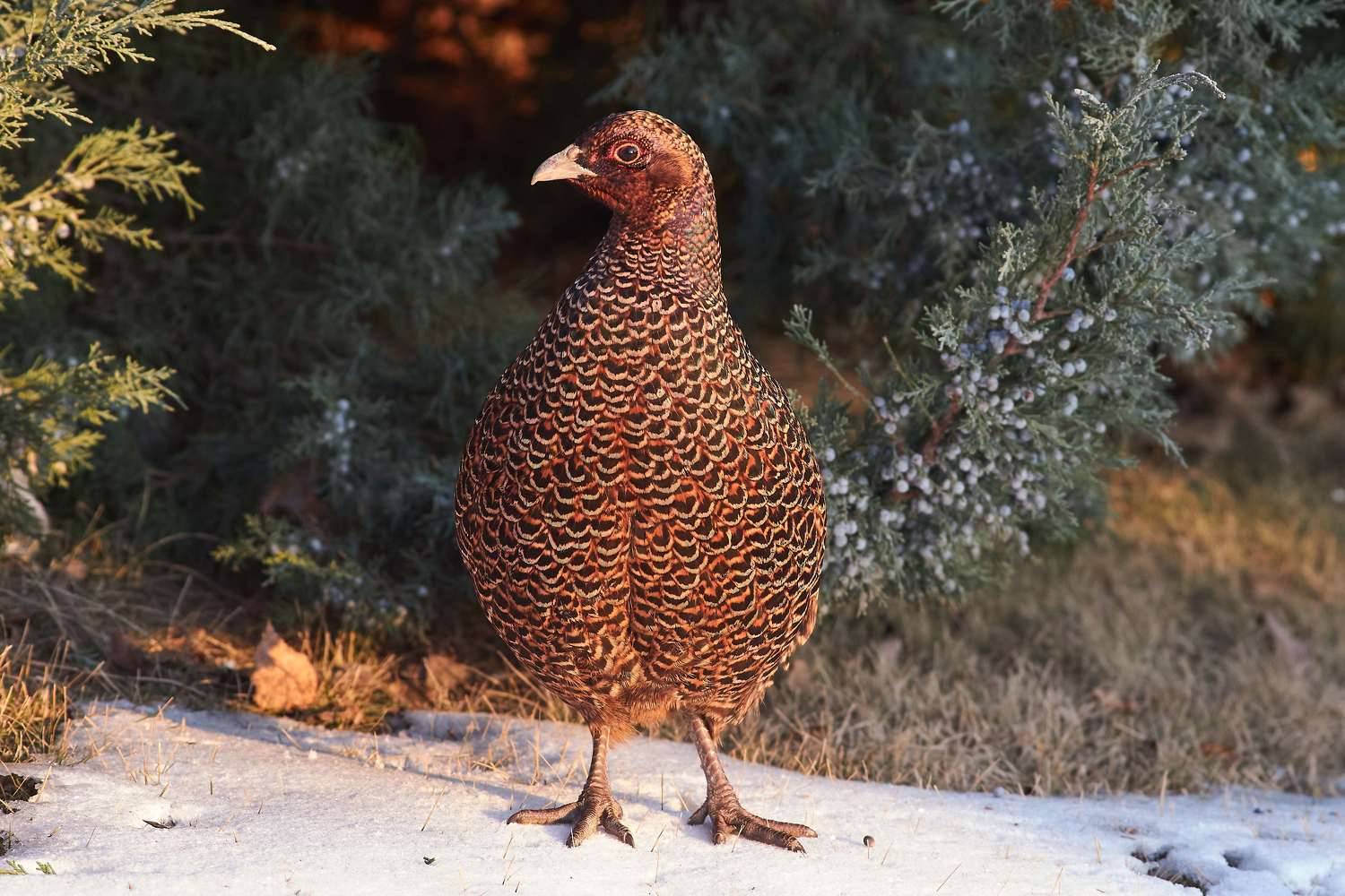 volgograd, russia, wildlife, bird, birds, birdswatching, Phasianus colchicus, , Павел Сторчилов