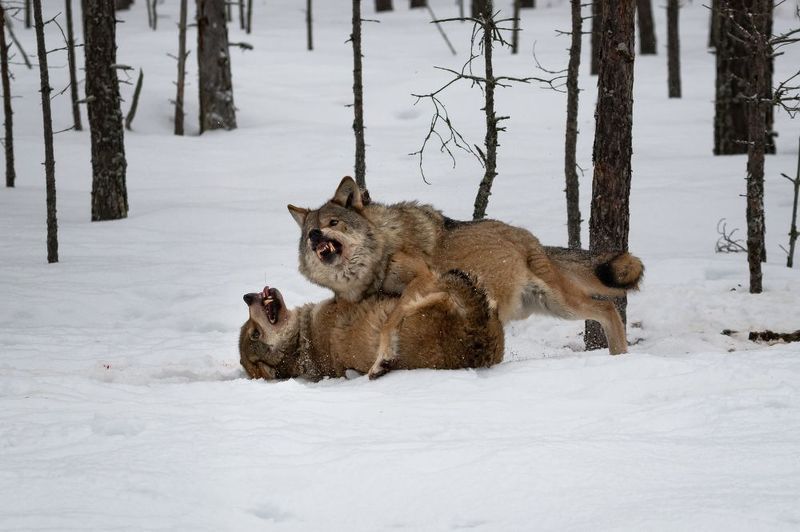 волки, драка, лес, хищники, зима, клыки Схватка фото превью