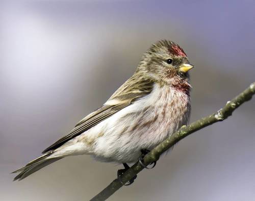 Чечётка (redpoll)