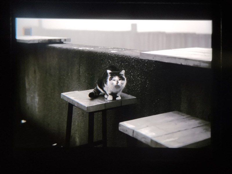 Кот, дождь, туман, пасмурно, настроение  фото превью