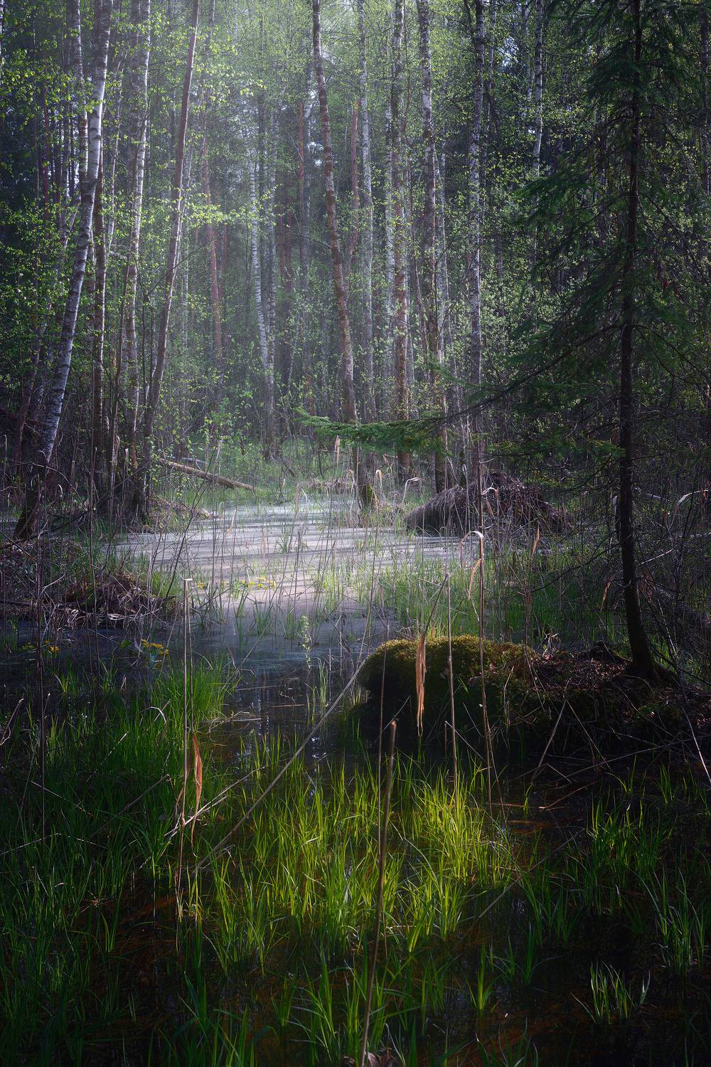 лес, деревья, листва, весна, Валерий Вождаев