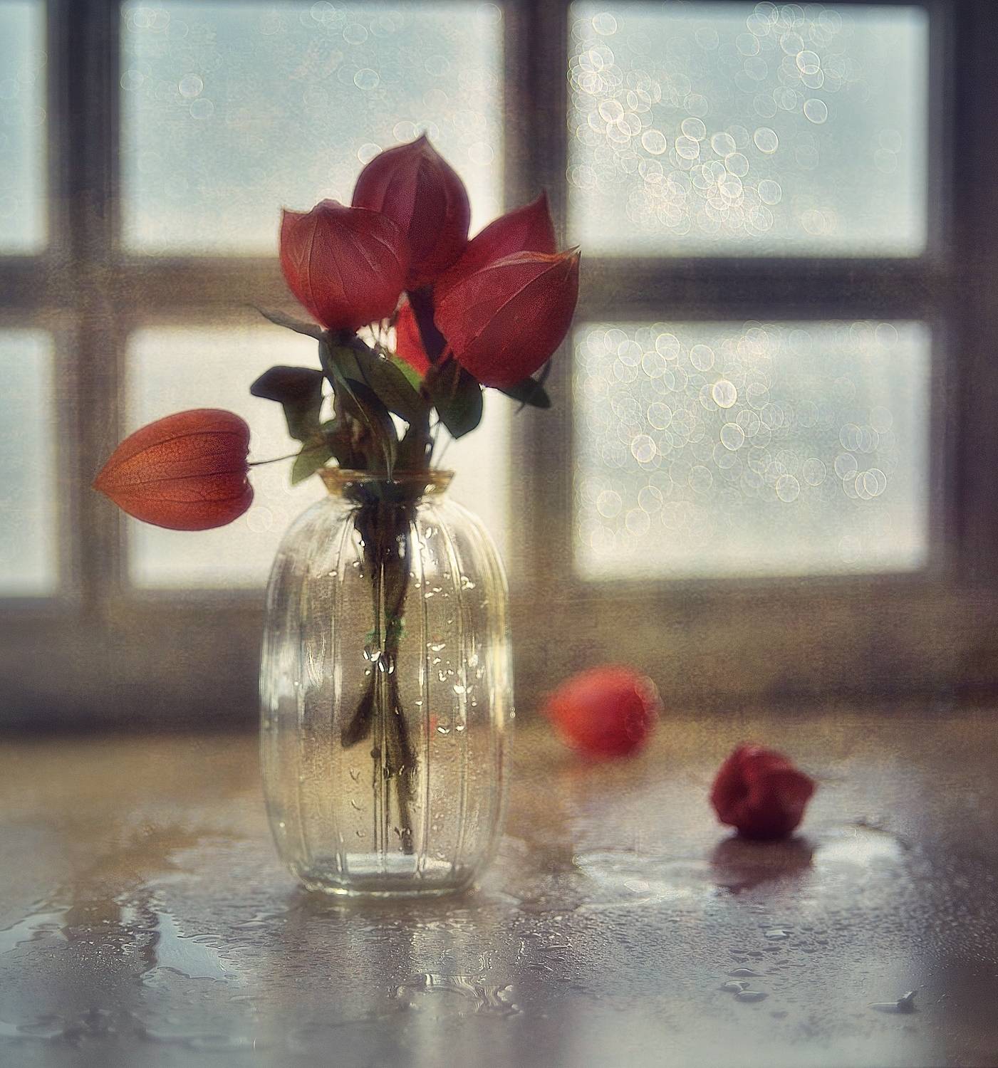 натюрморт,физалис,осень,гелиос 77 м-4, Наталия К