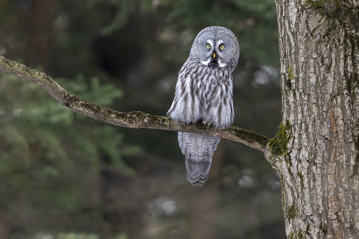 птицы, подмосковье, Елена Давыдова