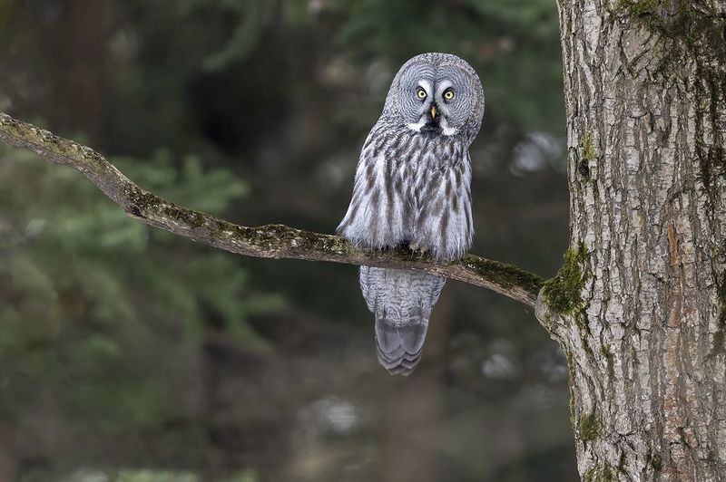 птицы, подмосковье *** фото превью