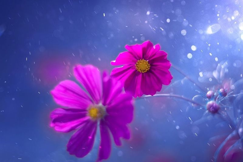 flowers,pink,blue,light,bokeh,nature, Blue фото превью