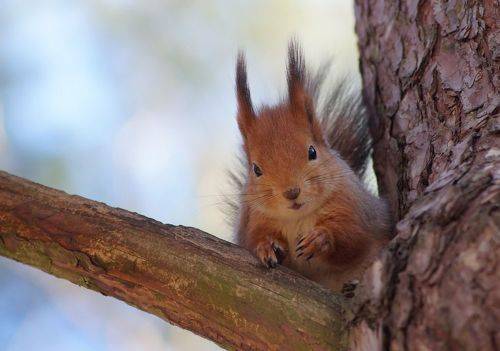 Мис очарование