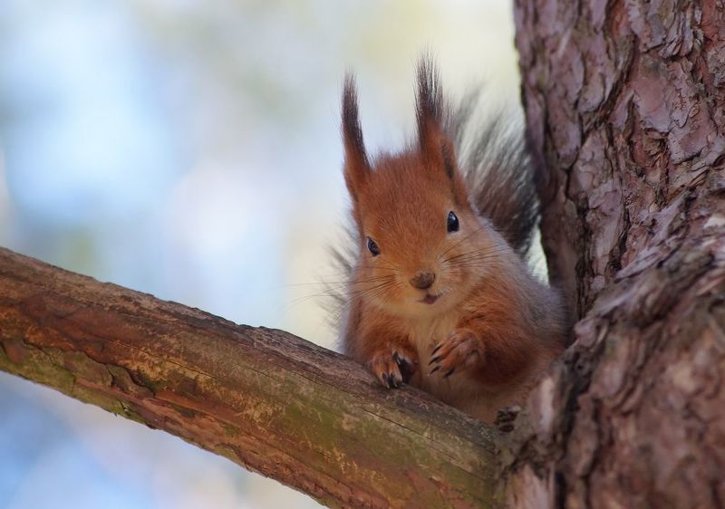 Мис очарование фото превью