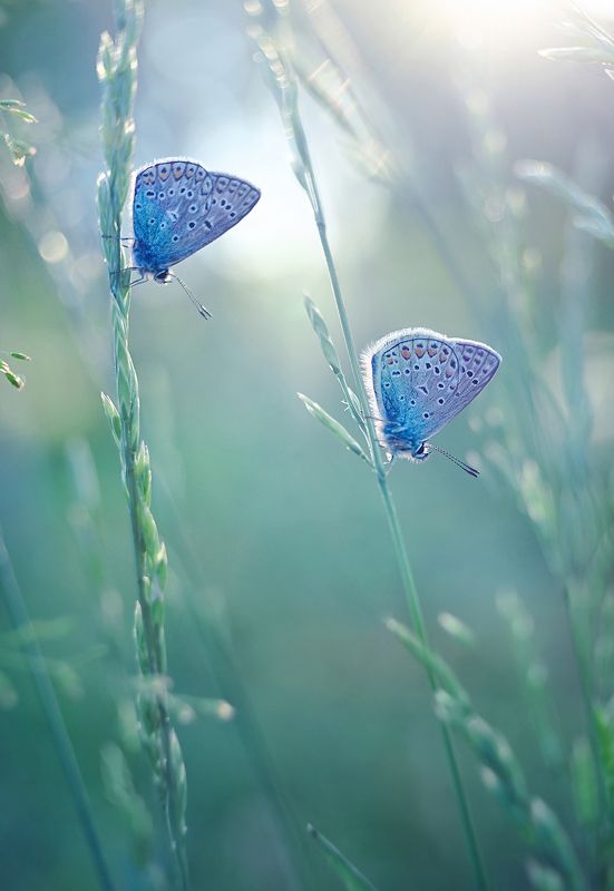 В вечернем свете фото превью