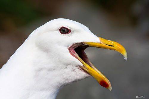 Серокрылая чайка