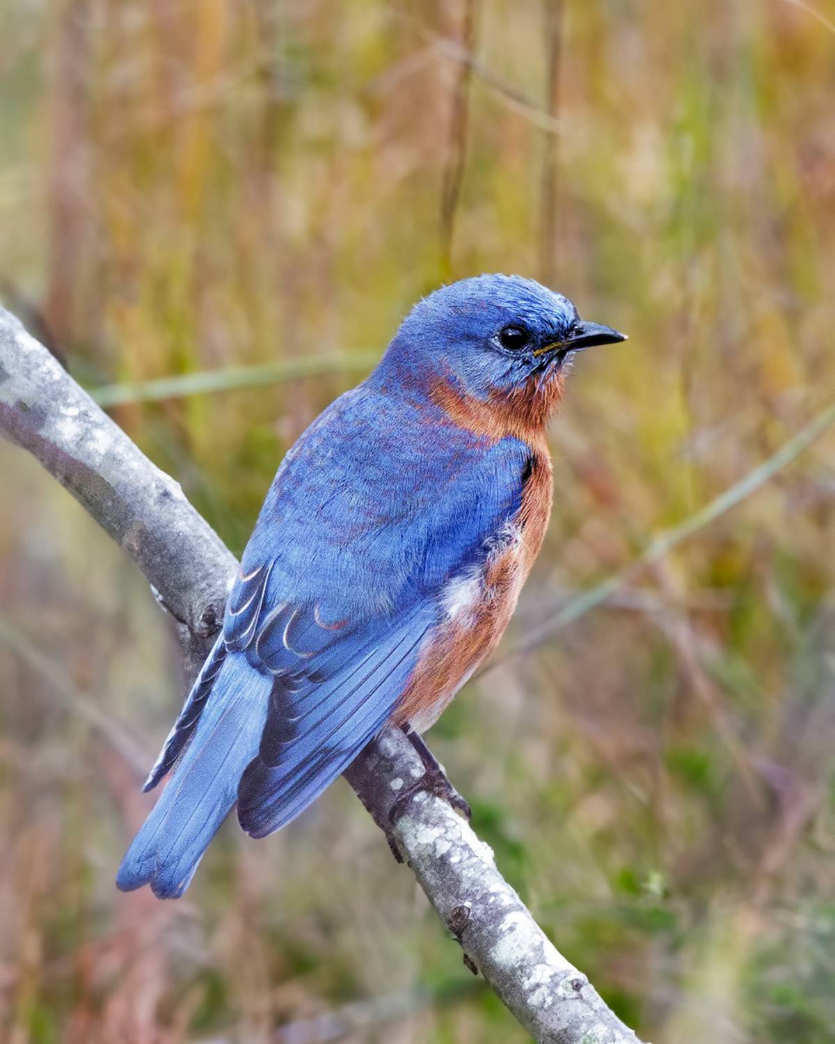 , Леонид Дьяченко
