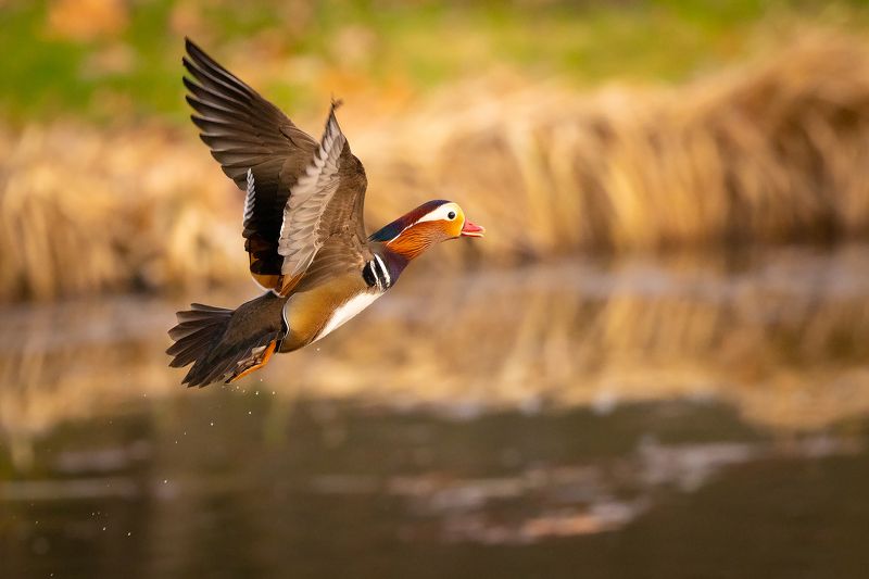 Mandarin duck фото превью