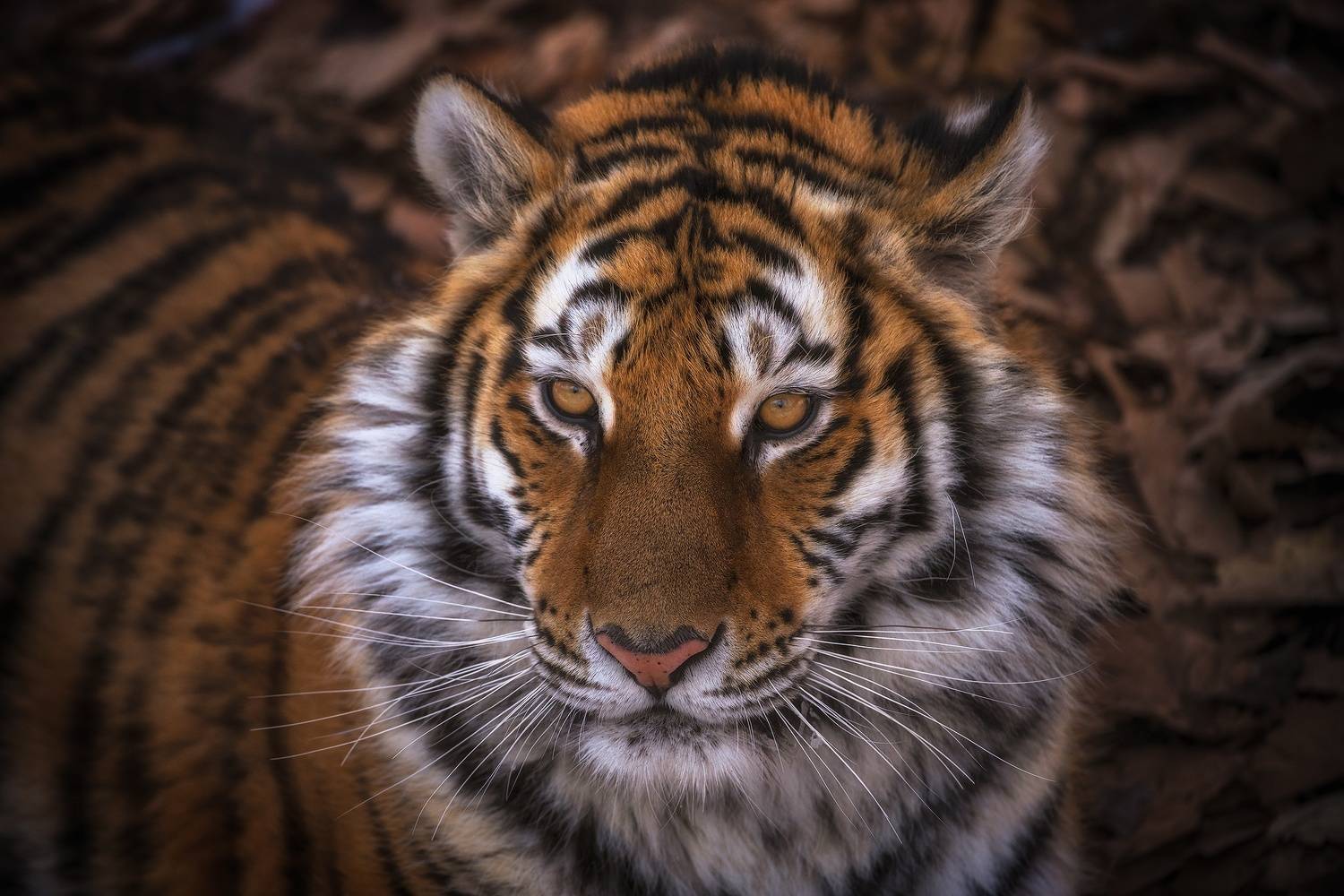 приморский.край, амурский тигр, Чекалев Алексей