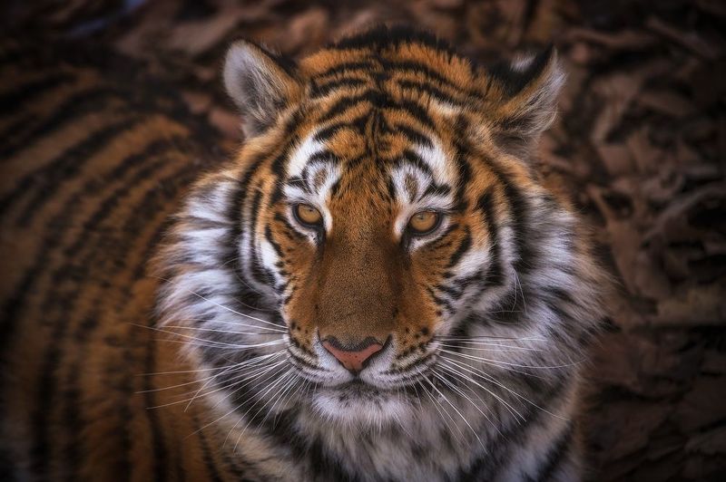 приморский.край, амурский тигр *** фото превью