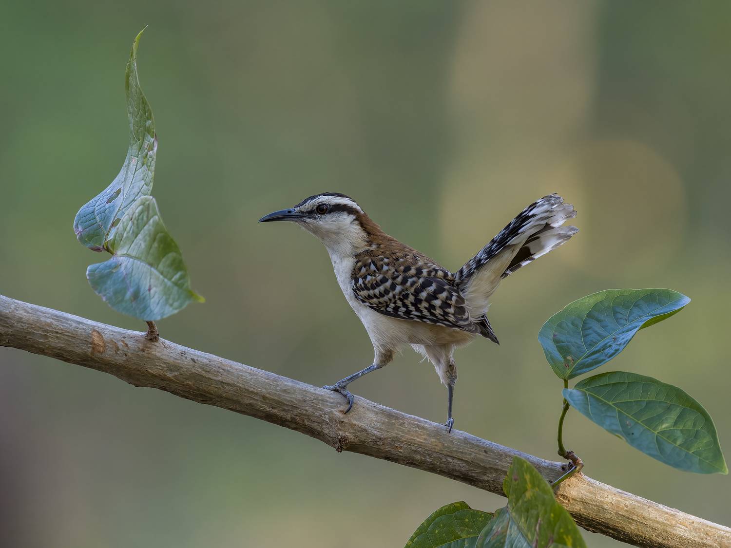 , Burgalin Sequeira Fernando