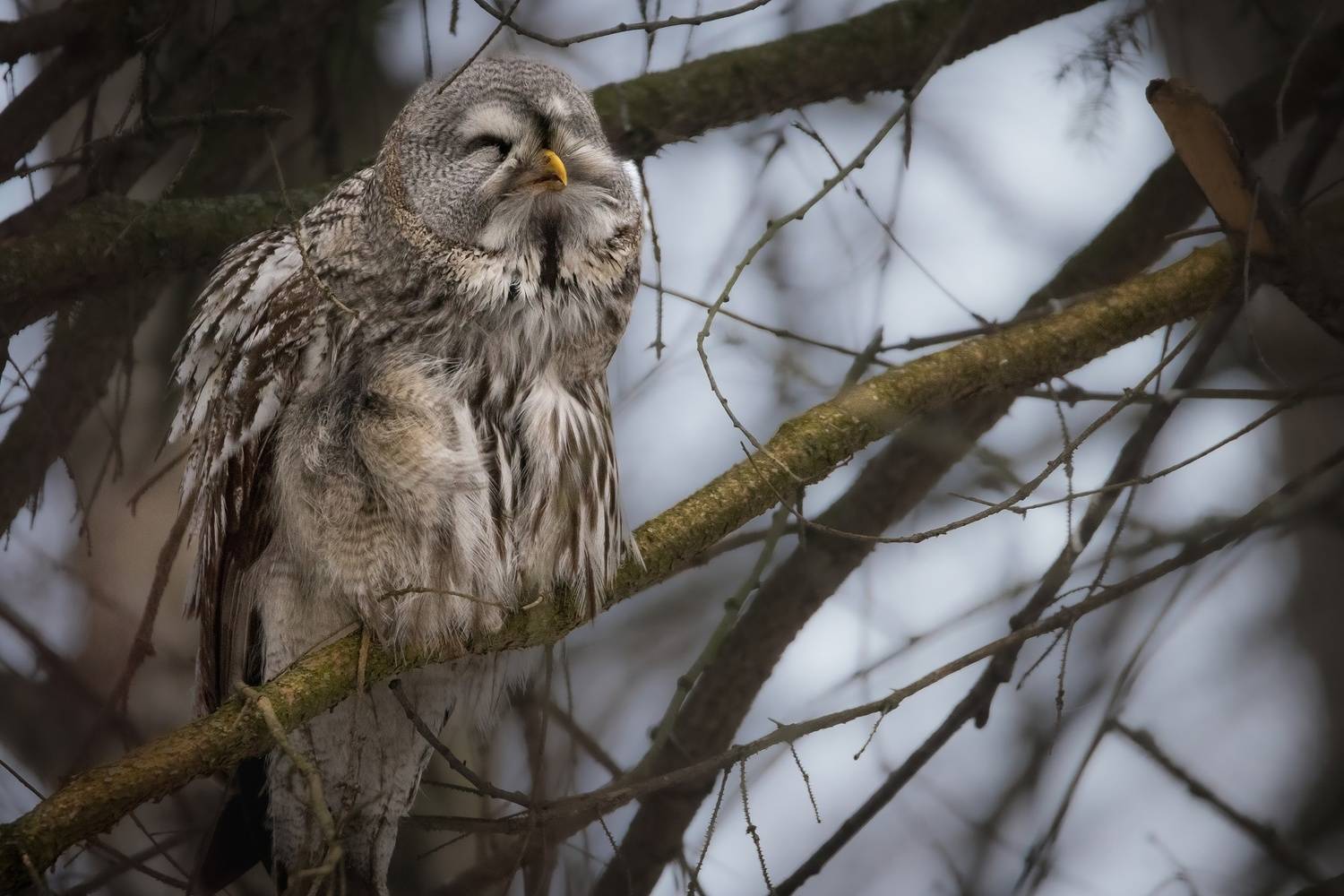 сова, бородатая, неясыть, Вячеслав Мельников