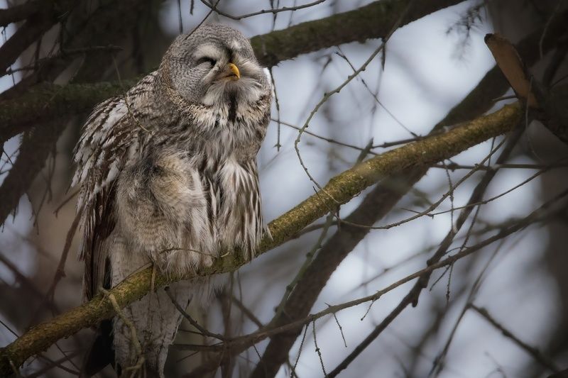 сова, бородатая, неясыть ^_^ фото превью