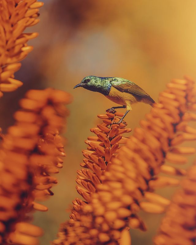 bird, plant, aloe, sunbird,  White-bellied Sunbird on Aloe фото превью