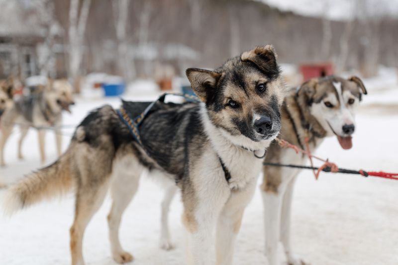 хаски, метис, ездовой спорт, ездовые собаки, нарта, байкал, зима Байкальские хаски из Листвянки (усадьба Тюрюминых) фото превью