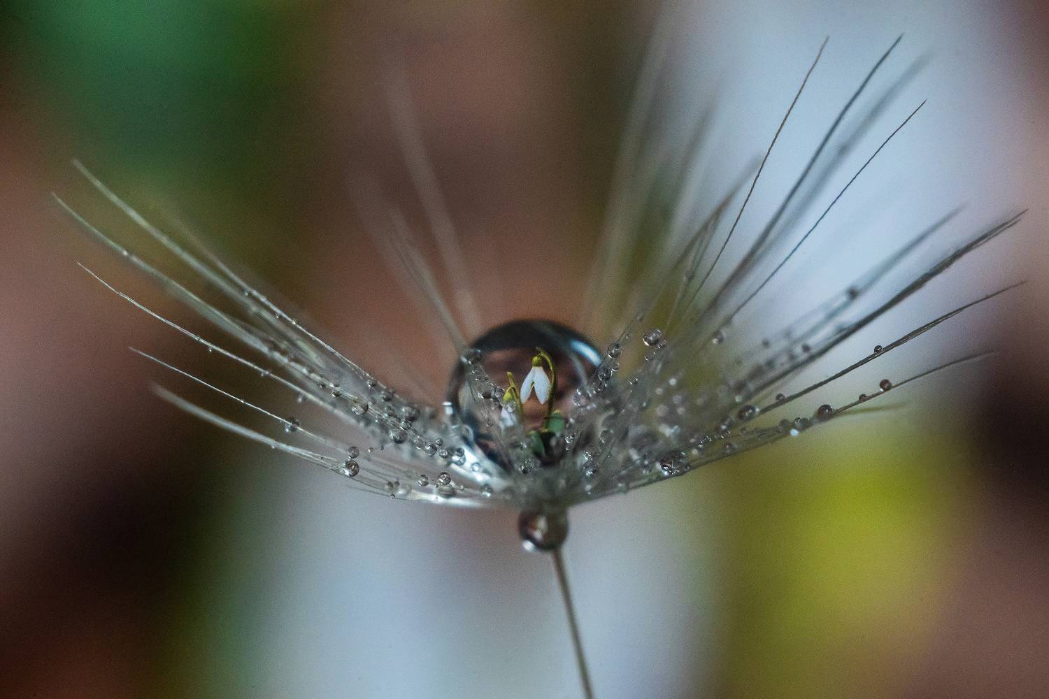 макро капля подснежник весна, Тата Бакбак