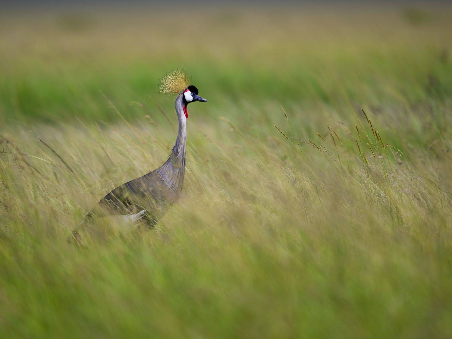 , Пупонин Сергей