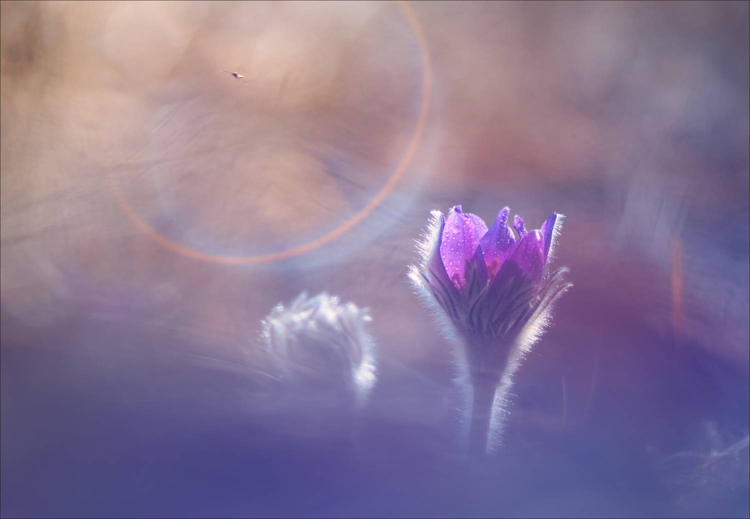 , Богорянов Алексей