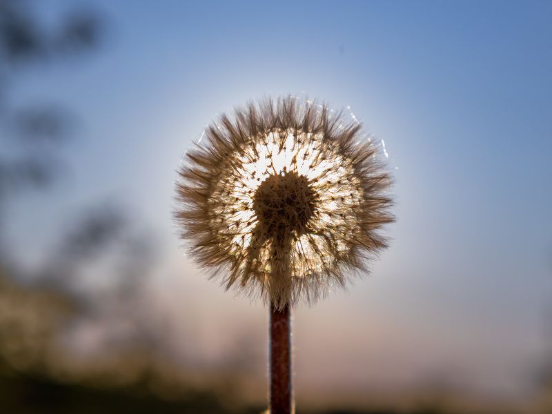 Солнечный одуванчик фото превью