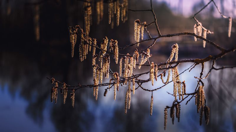 весна вечер  Встречая весну... фото превью
