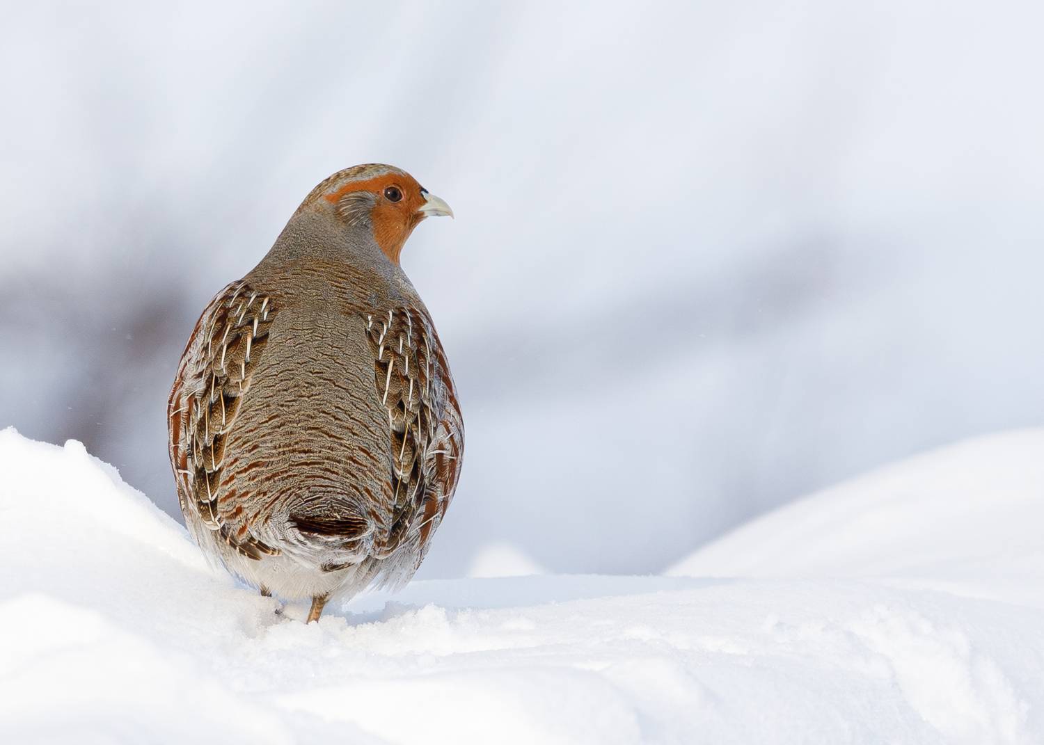 , Гильманов Артур