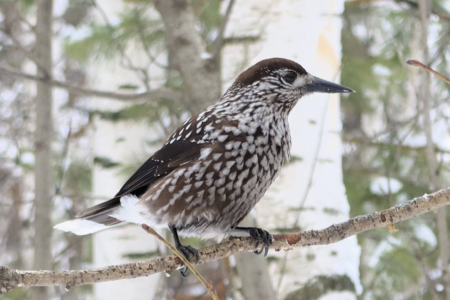 птица, Козлова Галина