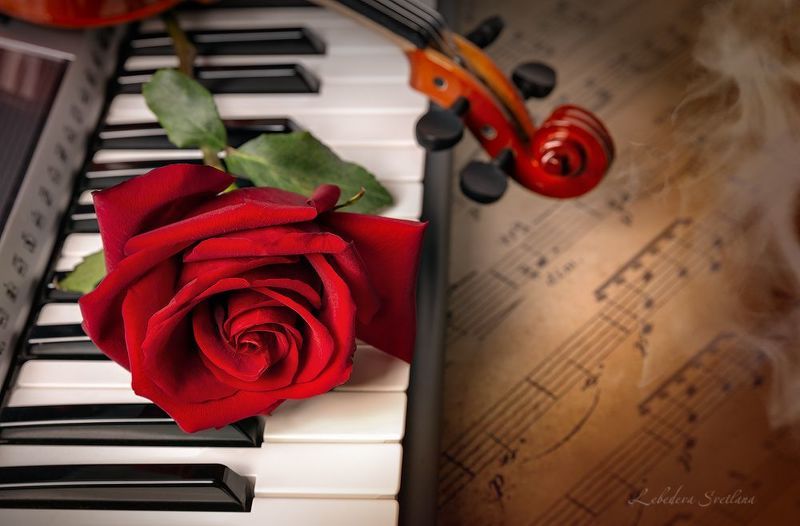 скрипка,клавиши,роза Музыкальная фото превью