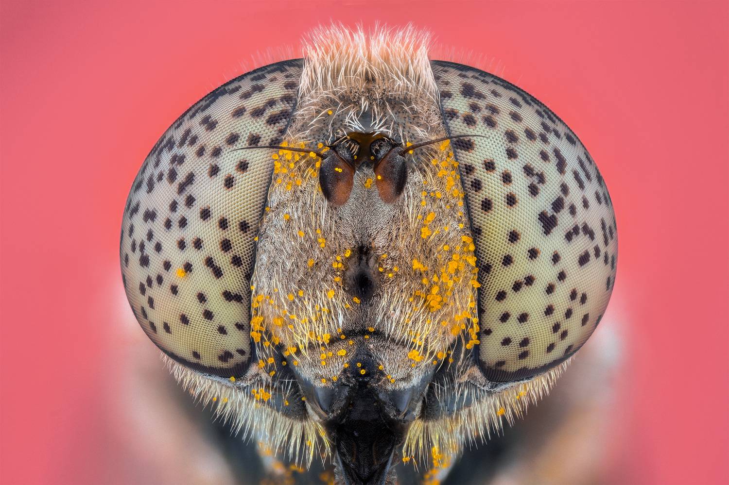 ceclii, macro, Цветан Ганев