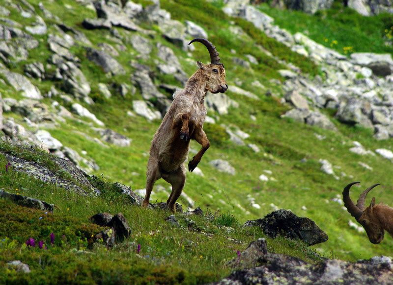 Поединок ... фото превью