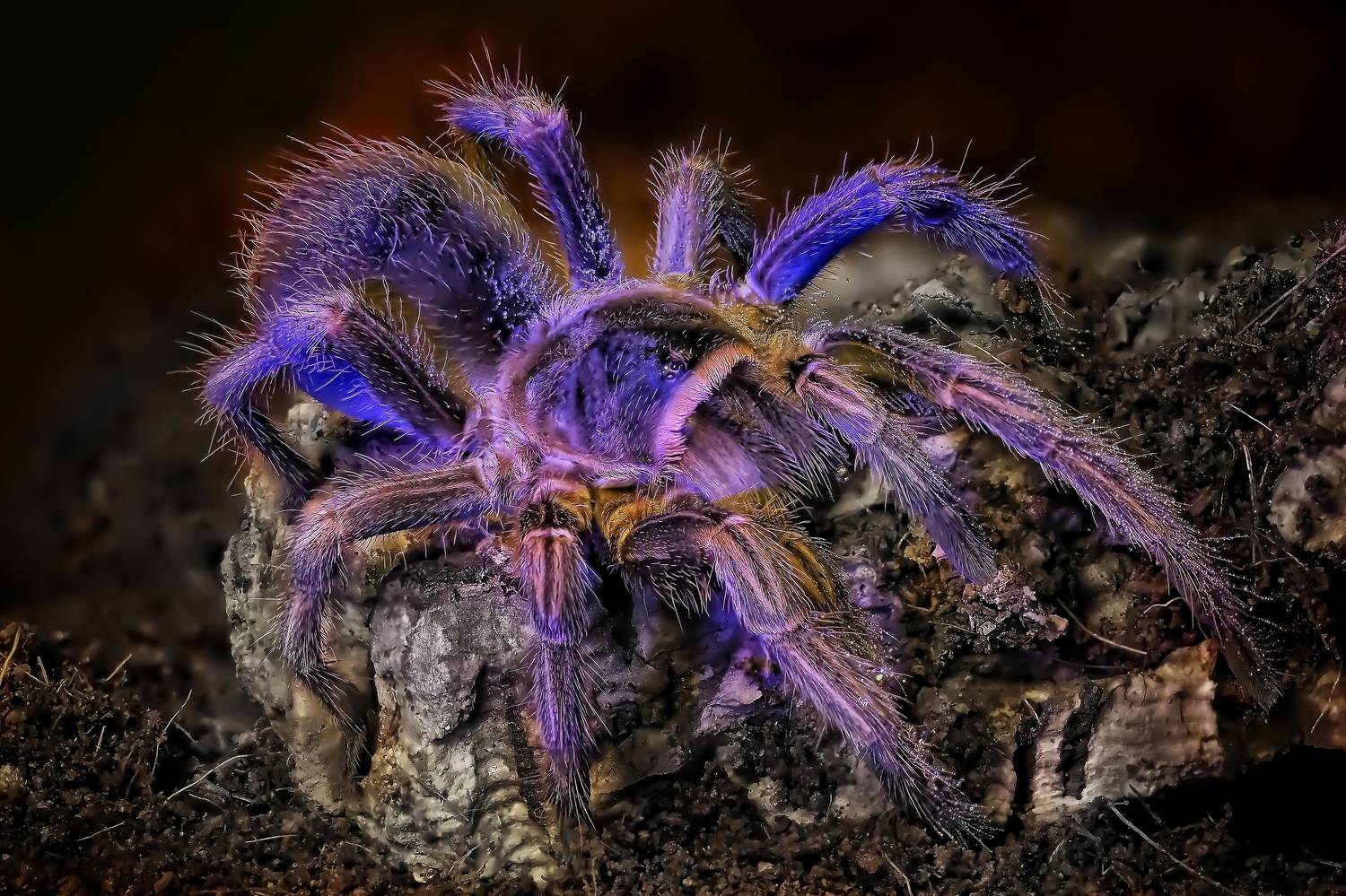 , Савчук Анатолий