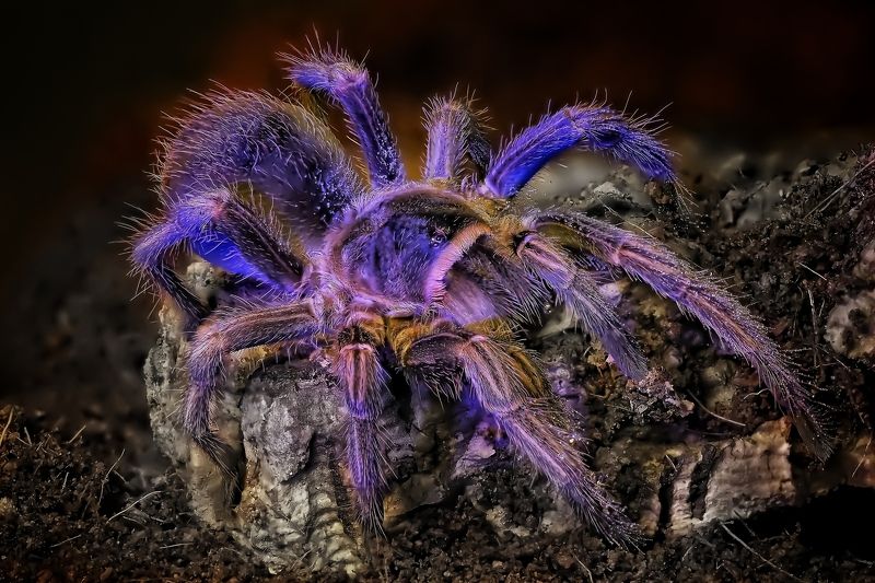 Cytropholis cursor фото превью