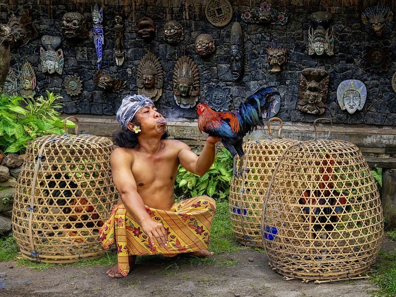 Rooster Preparation For Fight фото превью