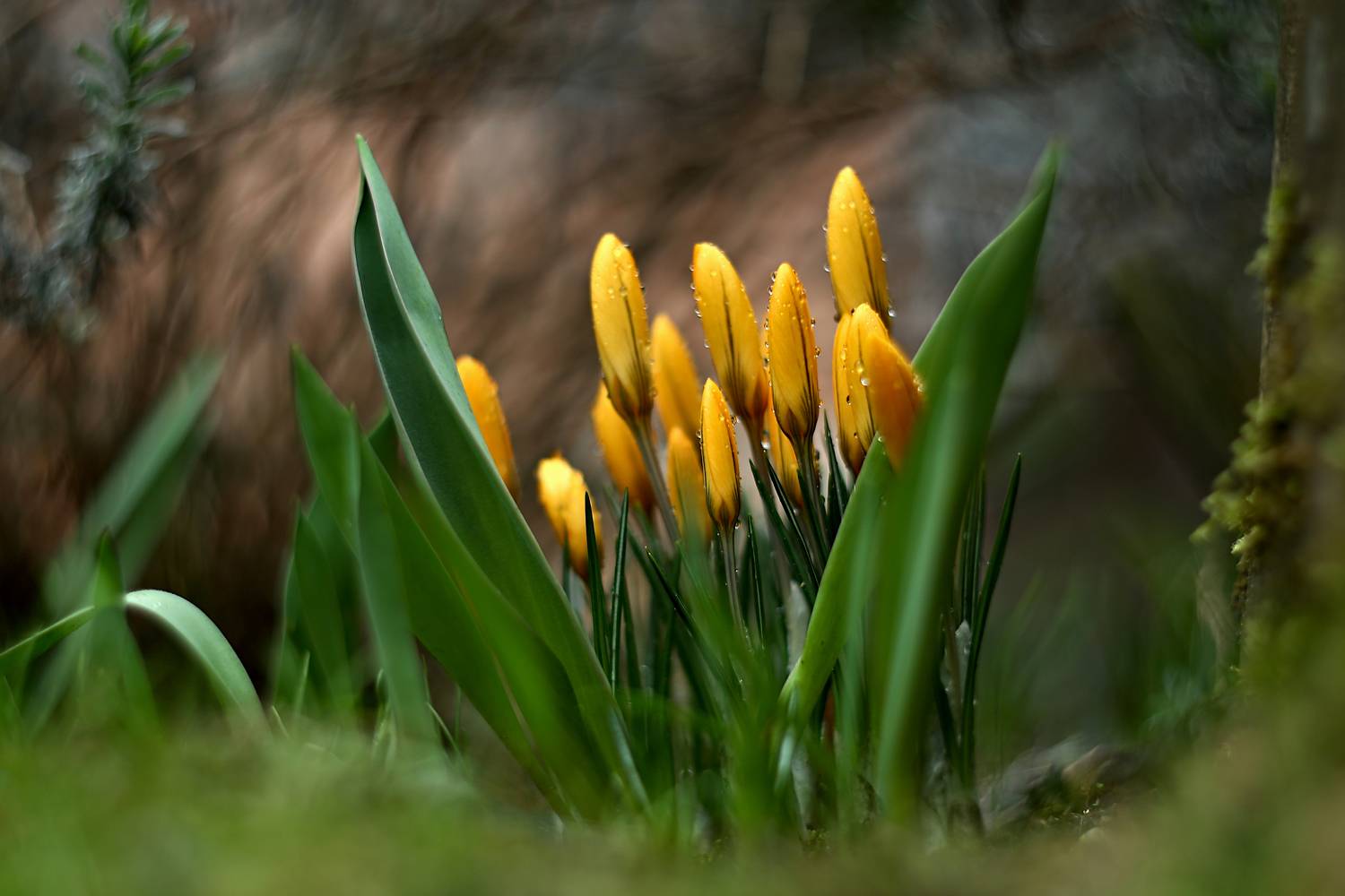 , Эдуард Колобошников