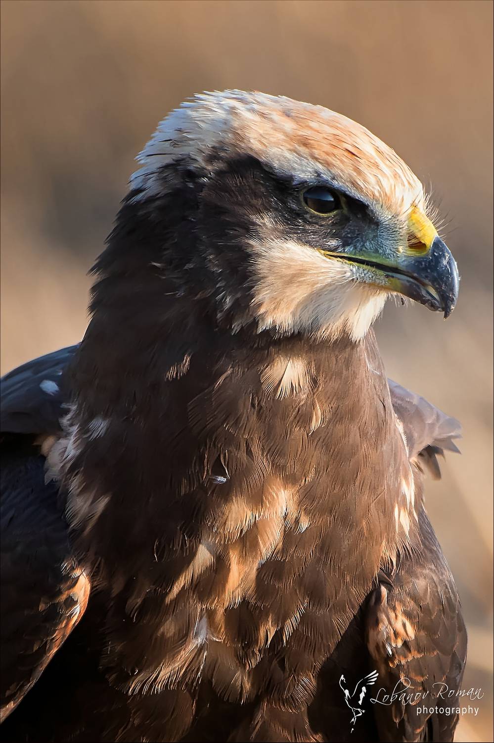 , Лобанов Роман