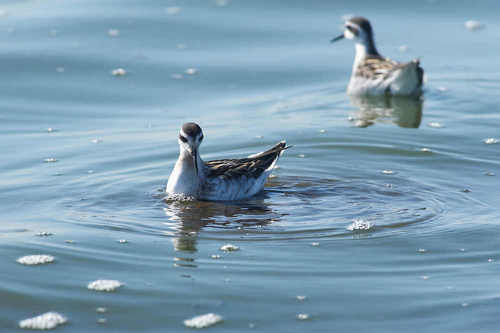 Phalaropus lobatus