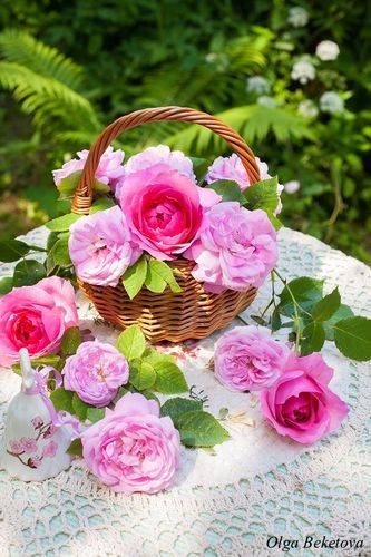 Летние розы