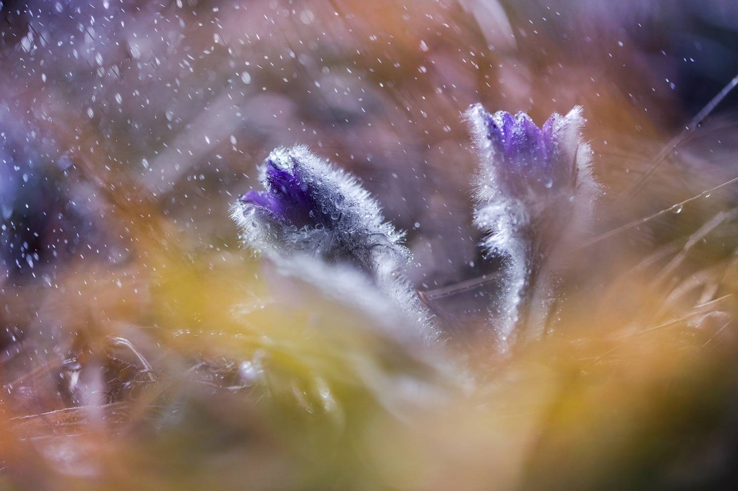 , Mariyana Atanasova - Lucero