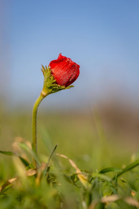 anemone flower фото превью