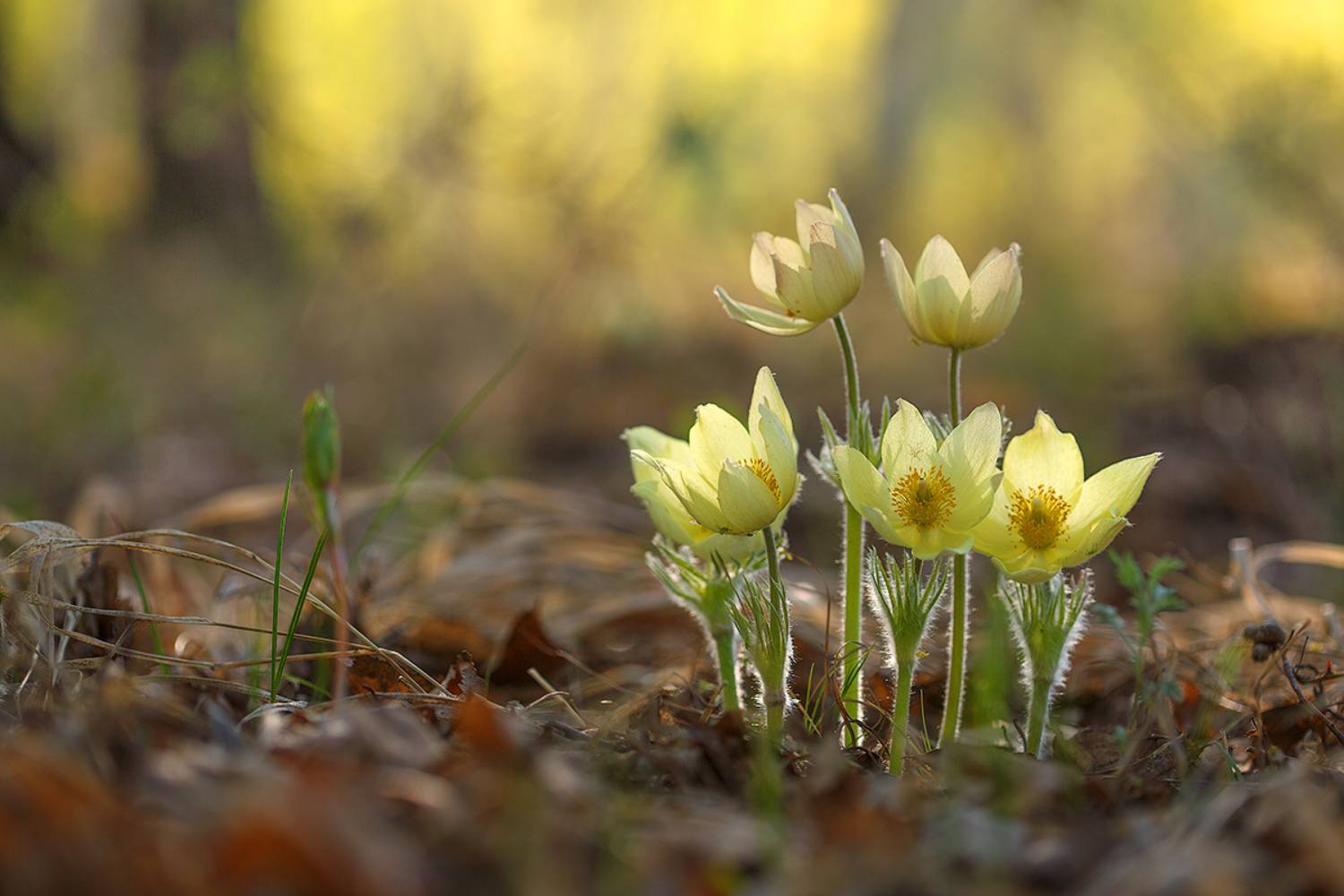 макро, природа, боке, цветы, сон-трава, прострел, подснежник, macro, nature, flowers, Sokolova Tatiana