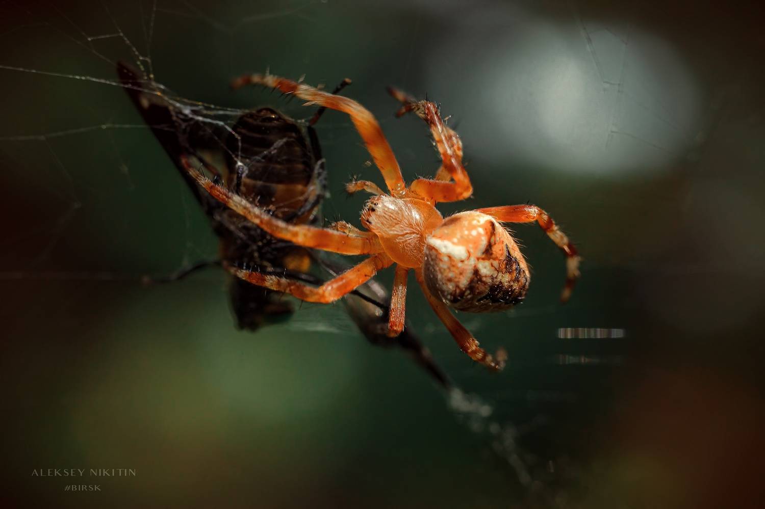 , Алексей Никитин