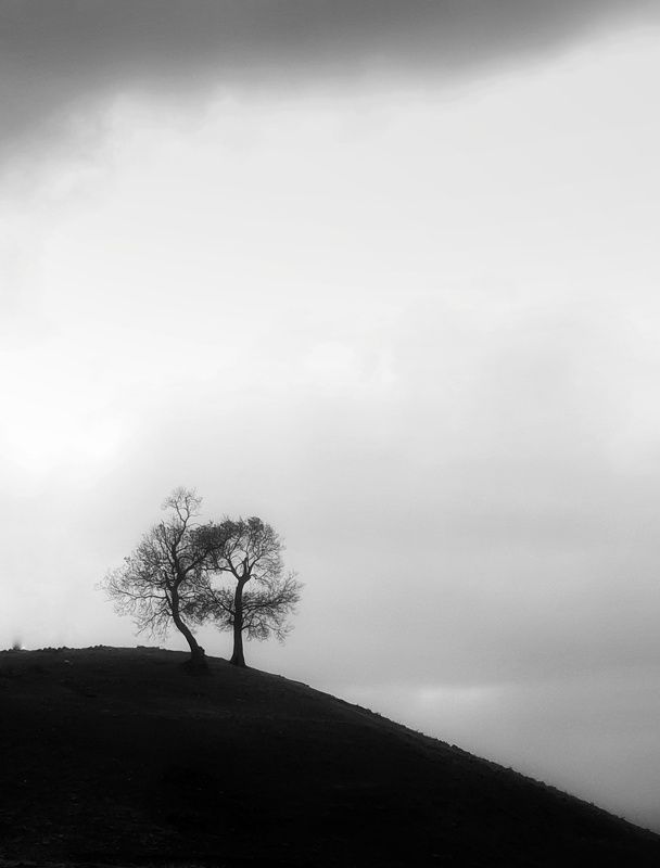 Tree фото превью