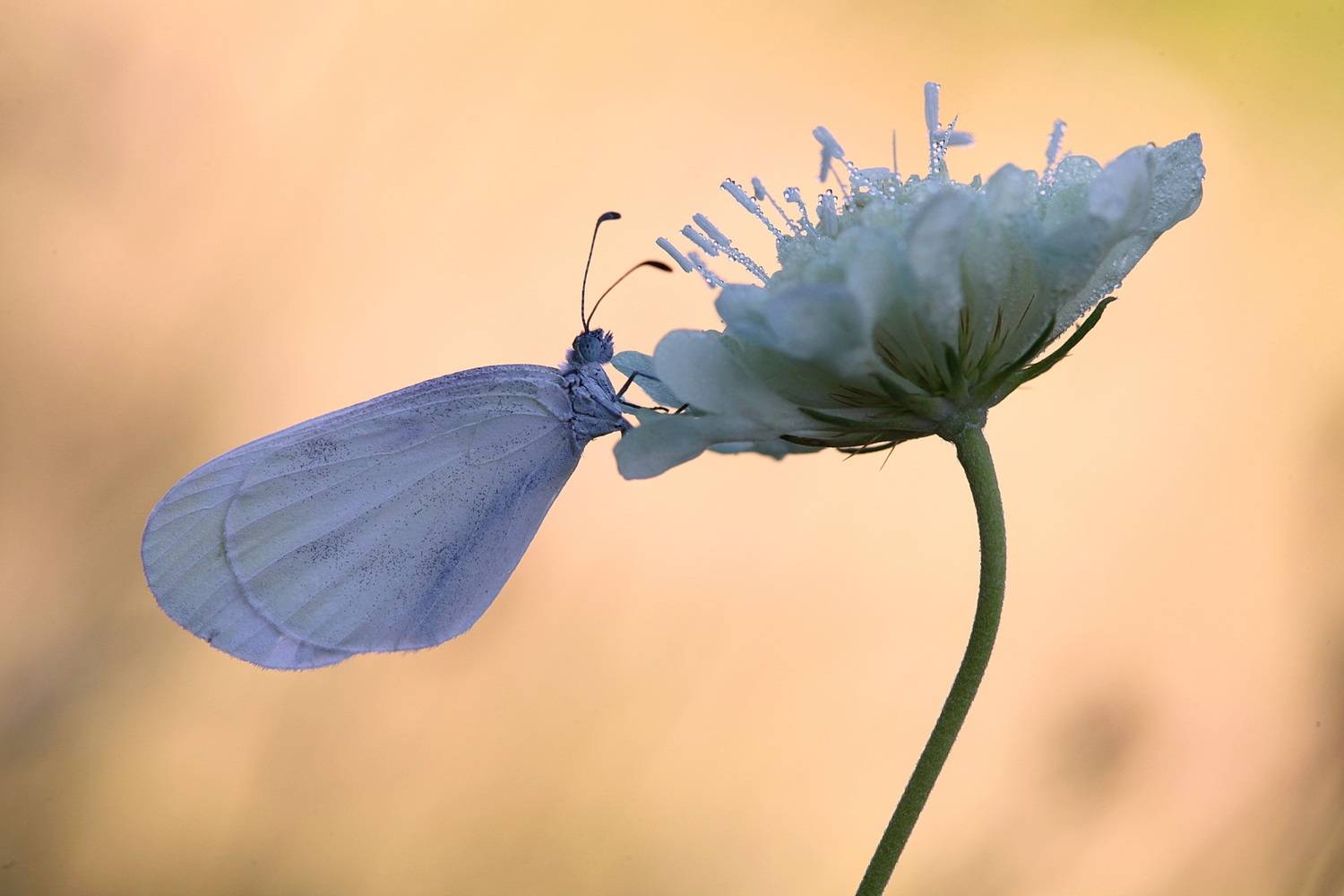белянка горошковая, белянка, leptidea sinapis, Леонид