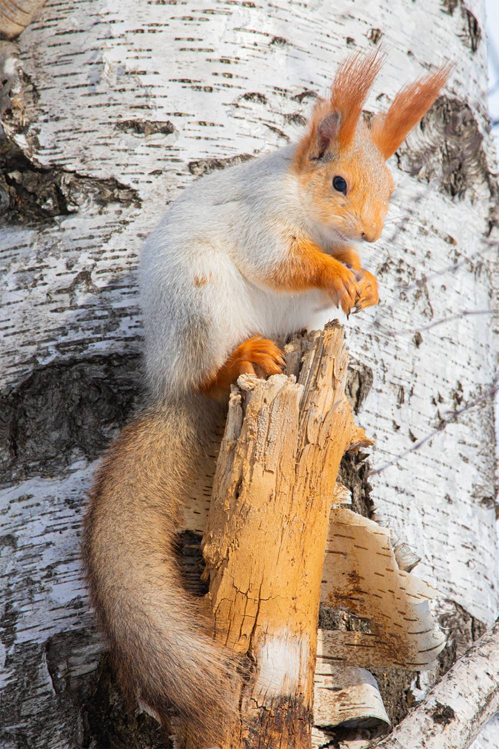 , Чудинин Дмитрий