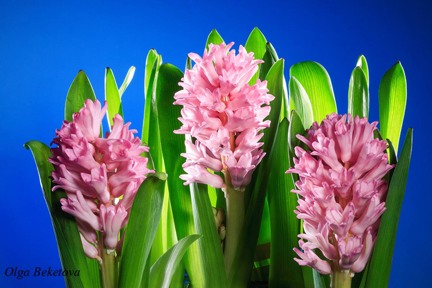 цветы, гиацинты, Бекетова Ольга